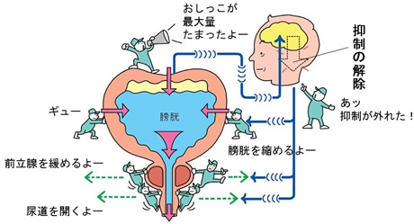 おしっこ中にオーガズムに達する原因