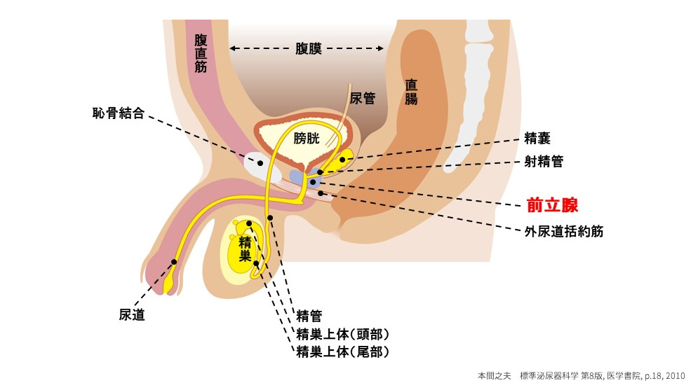 前立腺肥大の影響